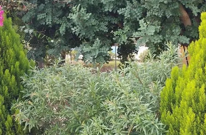 Queen Eyridiki Luxury 1 * Paphos